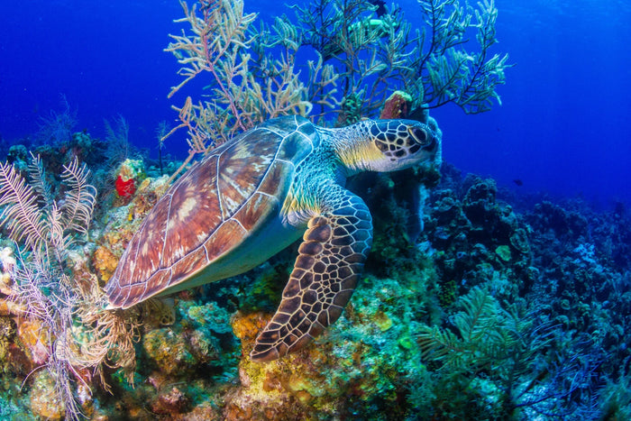 Tortue de mer nageant au-dessus d’un récif à Roatán