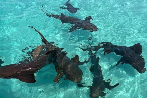 Snorkeler swimming with nurse sharks over the coral reef in Roatán