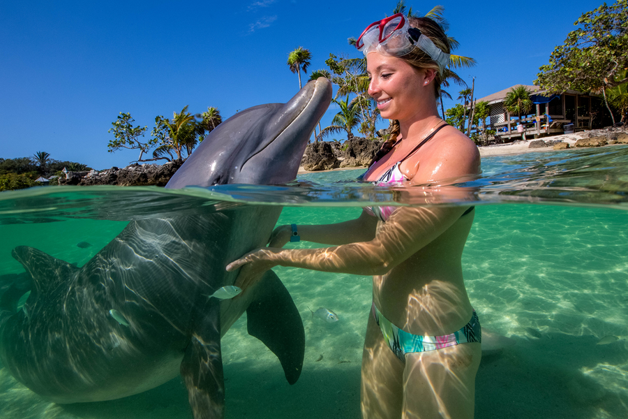 Encuentro con delfines en Roatán