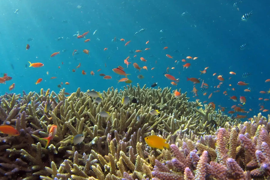 Snorkeling Adventure