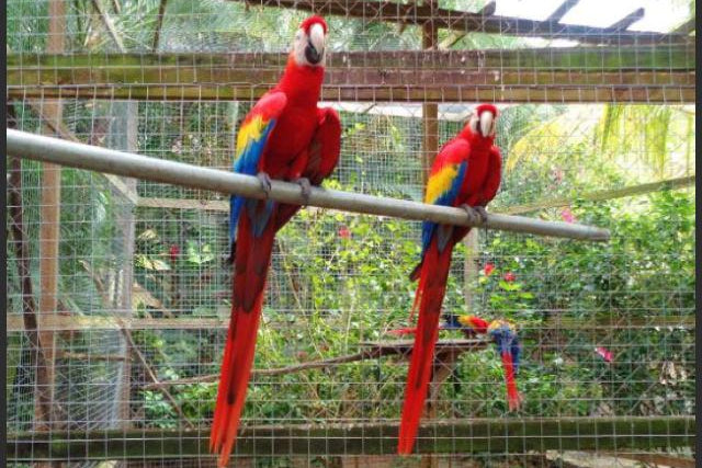 Canopy Zipline y Parque en la Jungla — Aventura en la Jungla de Roatán