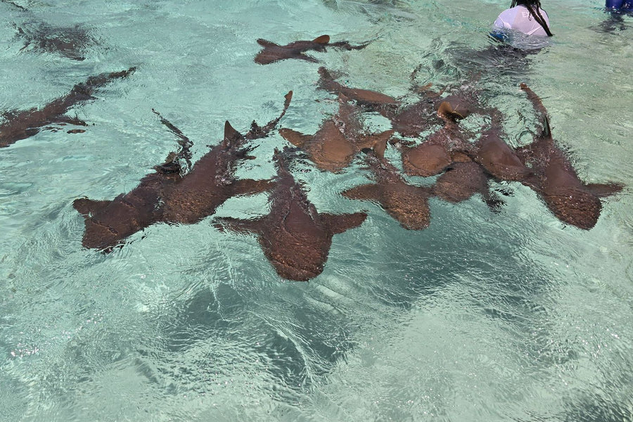 Pigeon Cay Tour from West Bay – Snorkel with Nurse Sharks in Roatán