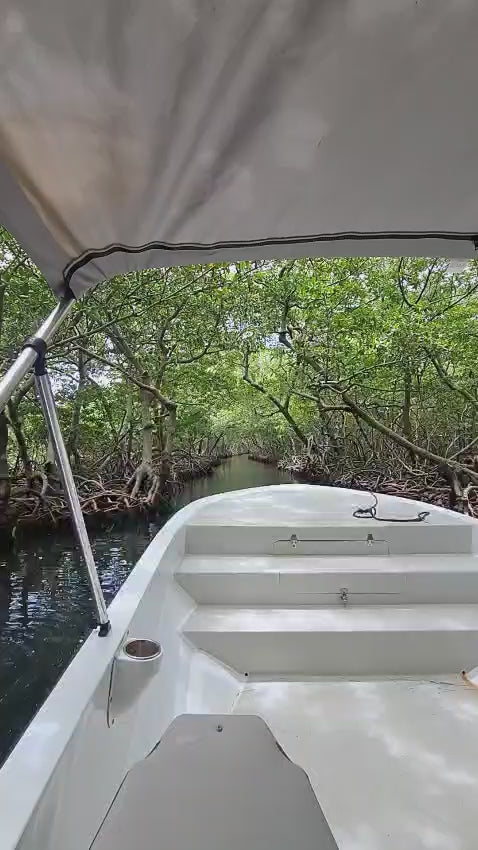 Tour por los manglares de Roatán – Aventura en barco en Jonesville