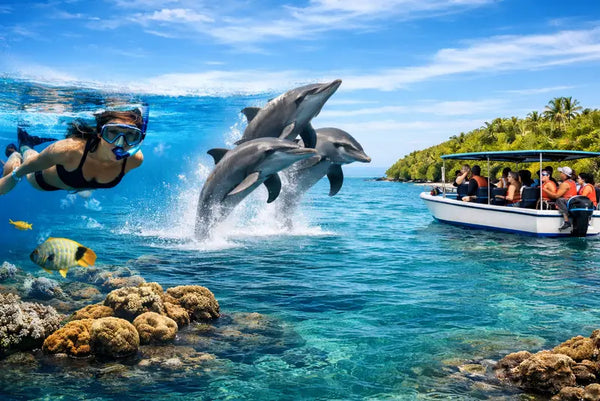 Snorkeling, Dolphins & Mangroves Combo