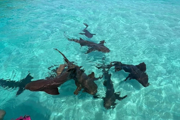 Pigeon Cay Tour